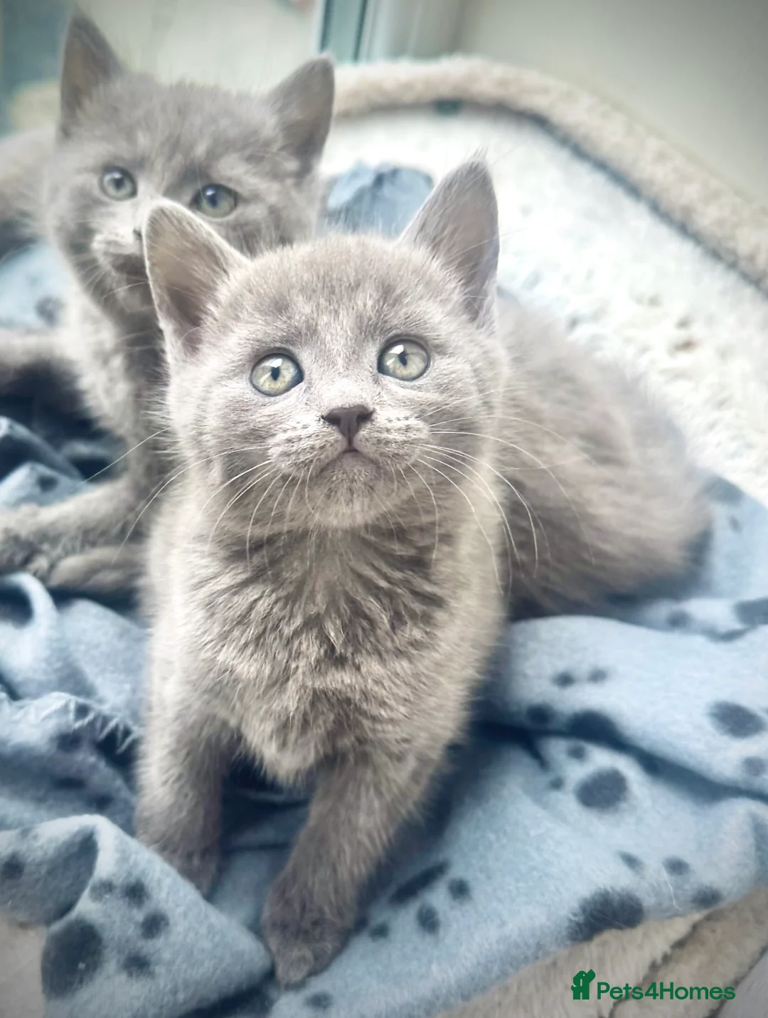 Russian Blue cats for sale: Stunning Russian Blue Kittens - Advert 5
