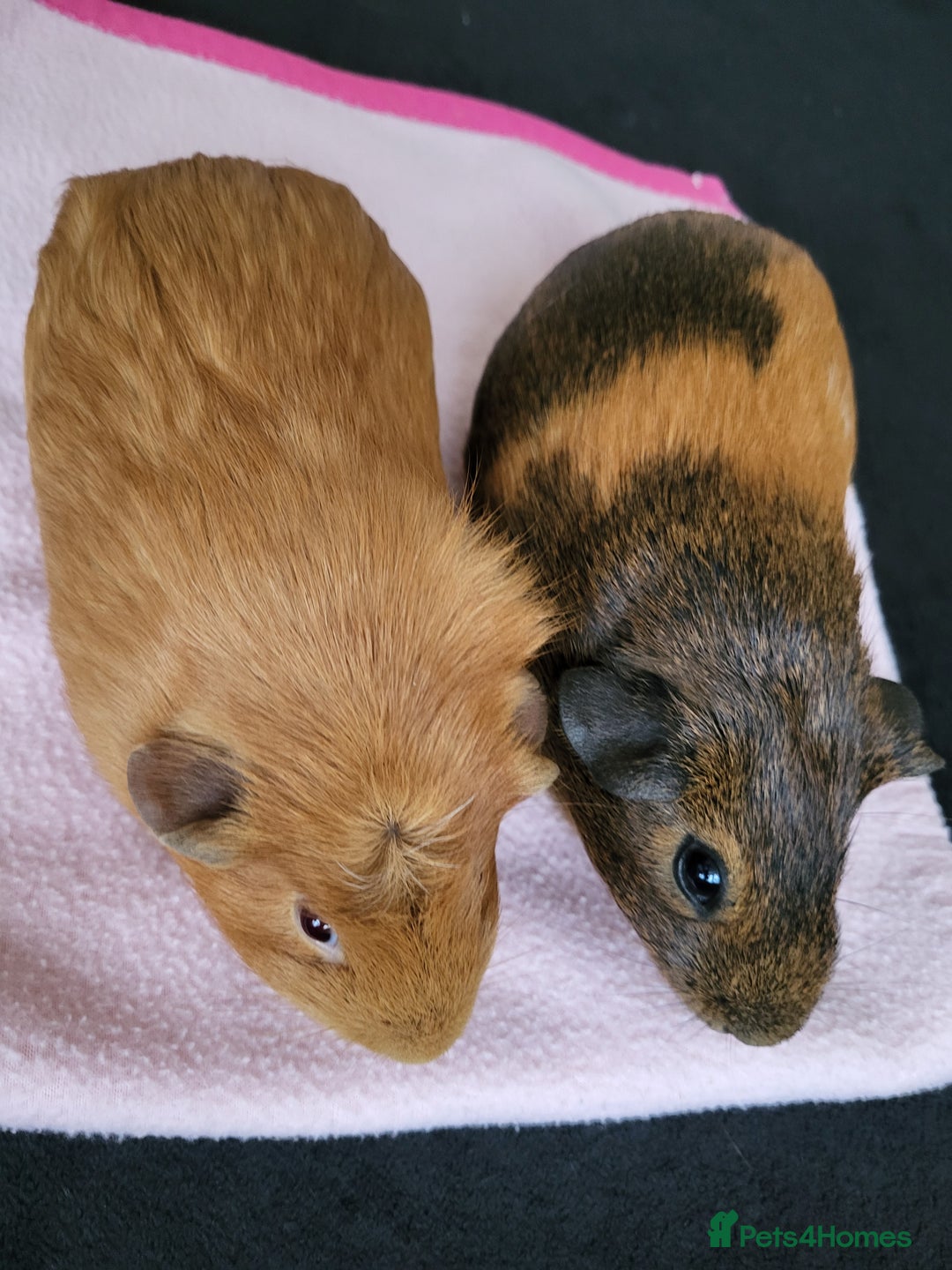Guinea Pig rodents for sale: Baby girls guinea pigs  - Image 2