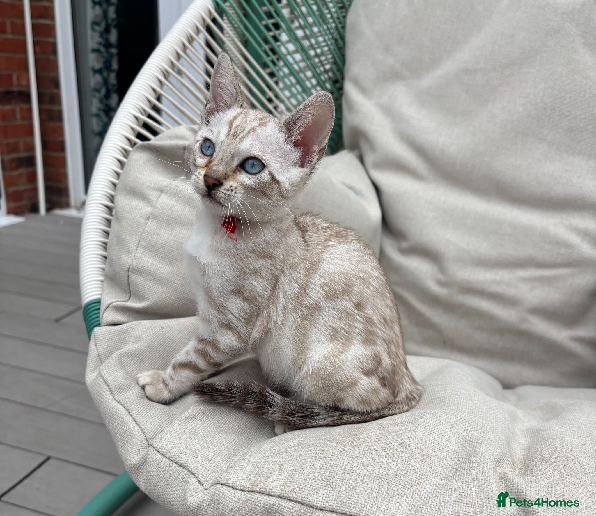 Bengal cats Stunning Glittery Snow Lynx and Mink Bengals  - Advert 1