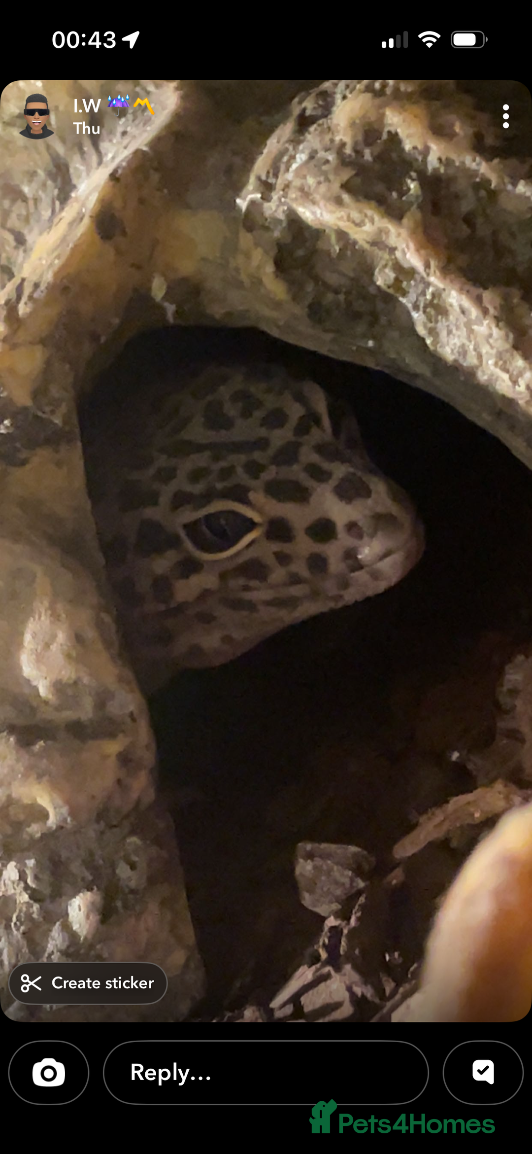 Leopard Gecko reptiles for sale: Leopard gecko  - Advert 3