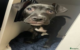 Mixed Breed dogs for sale: Cane corso x staff comes with cage and toys  - Image 1