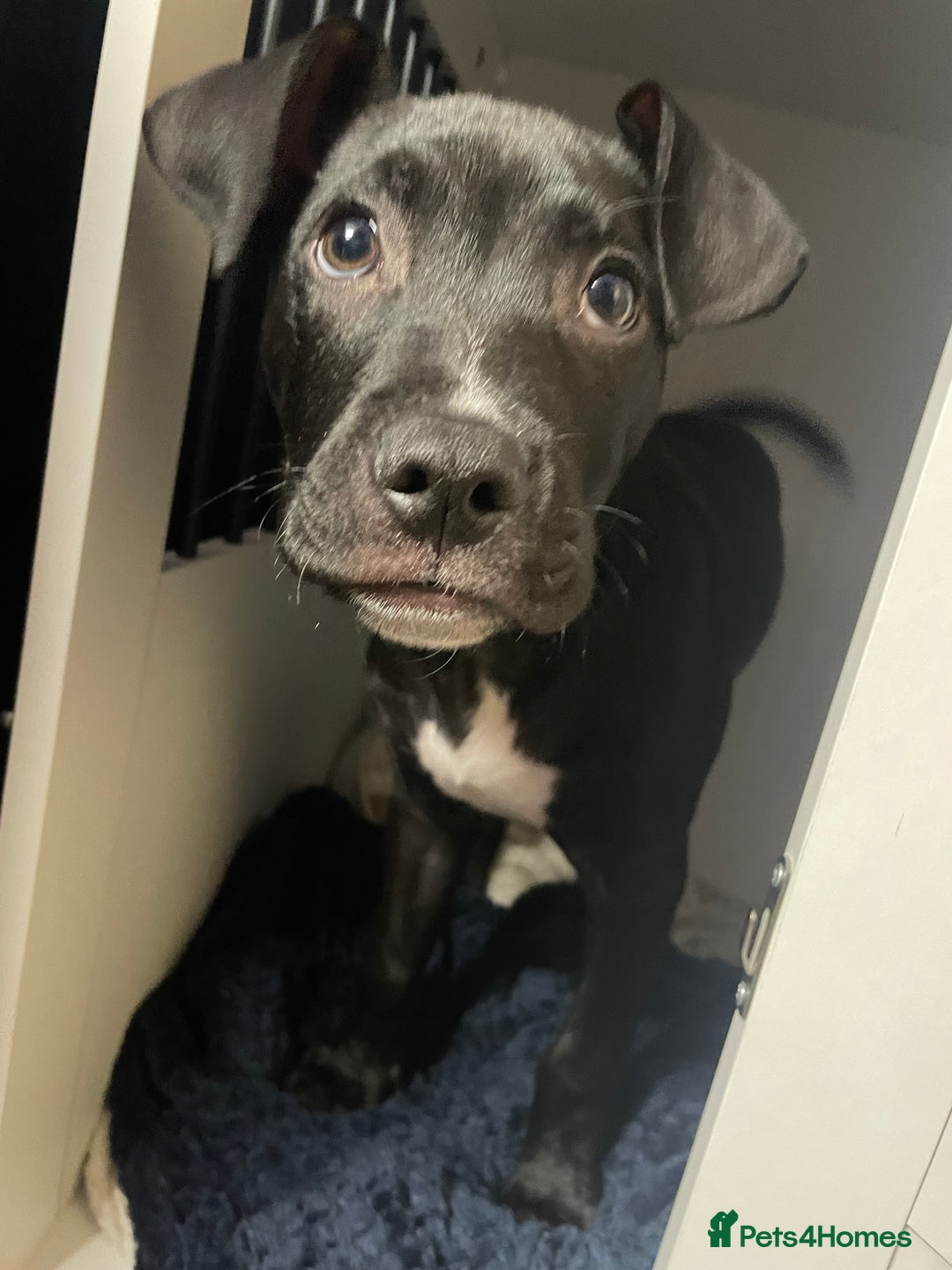 Mixed Breed dogs for sale: Cane corso x staff comes with cage and toys  - Image 1