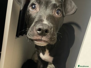 Mixed Breed dogs - Advert 1