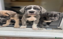Cane Corso dogs for sale: Purebred Cane Corso puppies  - Image 2