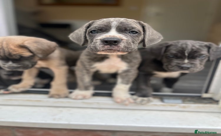 Cane Corso dogs - Advert 8