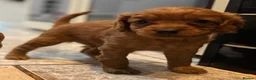 Cavapoo dogs for sale: Dog Trainer’s Cavapoo fur babies   - Advert 35