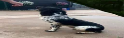 English Springer Spaniel dogs for sale: KC Registered Springer Spaniel Pups - Advert 13