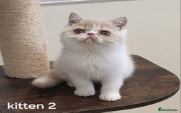 Exotic cats for sale: Registered Brothers  - Image 1