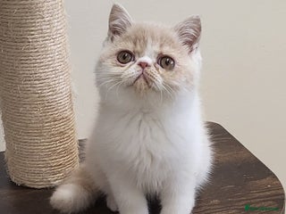 Exotic cats - Advert 2