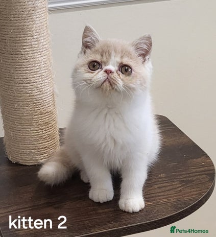 Exotic cats - Advert 2