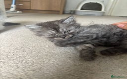 Scottish Fold cats for sale: Scottish fold kittens  - Image 6