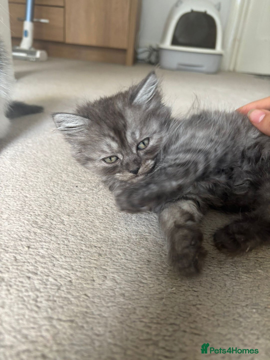 Scottish Fold cats for sale: Scottish fold kittens  - Image 6