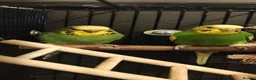 Budgerigars birds for sale: Donating a pair of bonded budgies  in Cannock - Advert 4