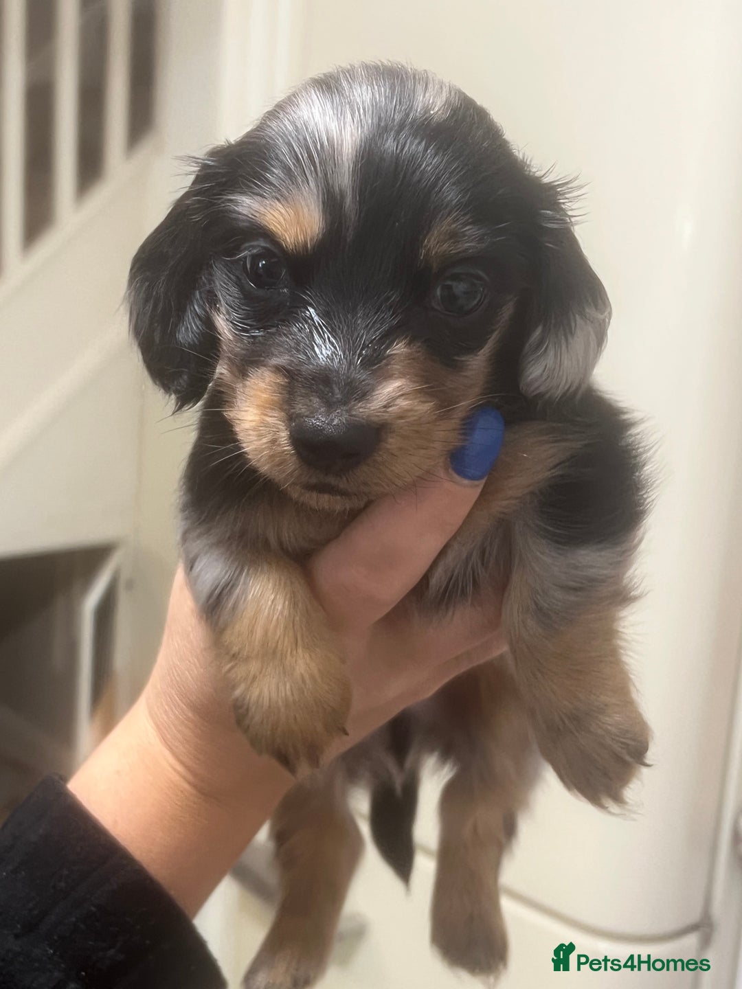 Miniature Dachshund dogs for sale: Dachshund male Puppie long haired  - Image 3
