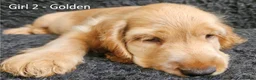 Cocker Spaniel dogs for sale: Pure Bred Show Cockers - KC Reg, Health Checked - Advert 4