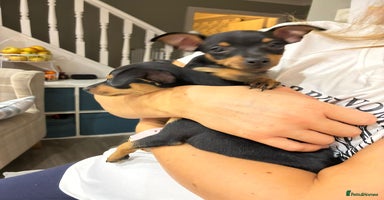 Miniature Pinscher dogs - Advert 2