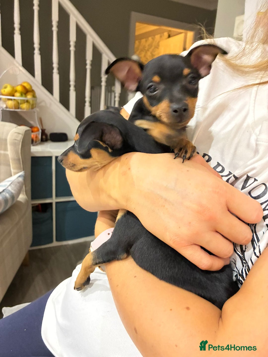 Miniature Pinscher dogs for sale: LAST PUPPY - LADYLUCKPINS KC MIN PINS - Advert 9