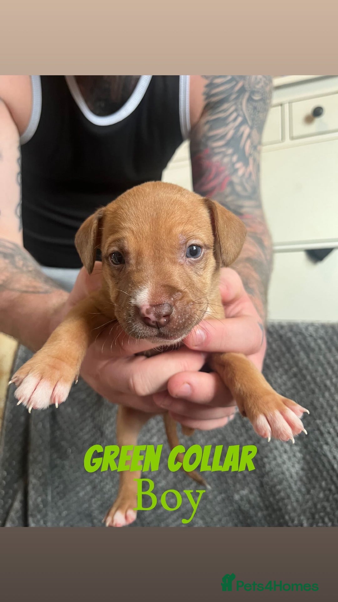 Mixed Breed dogs for sale: 11 Lurcher x Staffy pups for Sale! - Advert 23