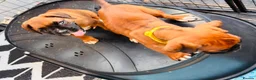 Boxer dogs for sale: Beautiful RED - with BLACK MASK-long tail  - Advert 10