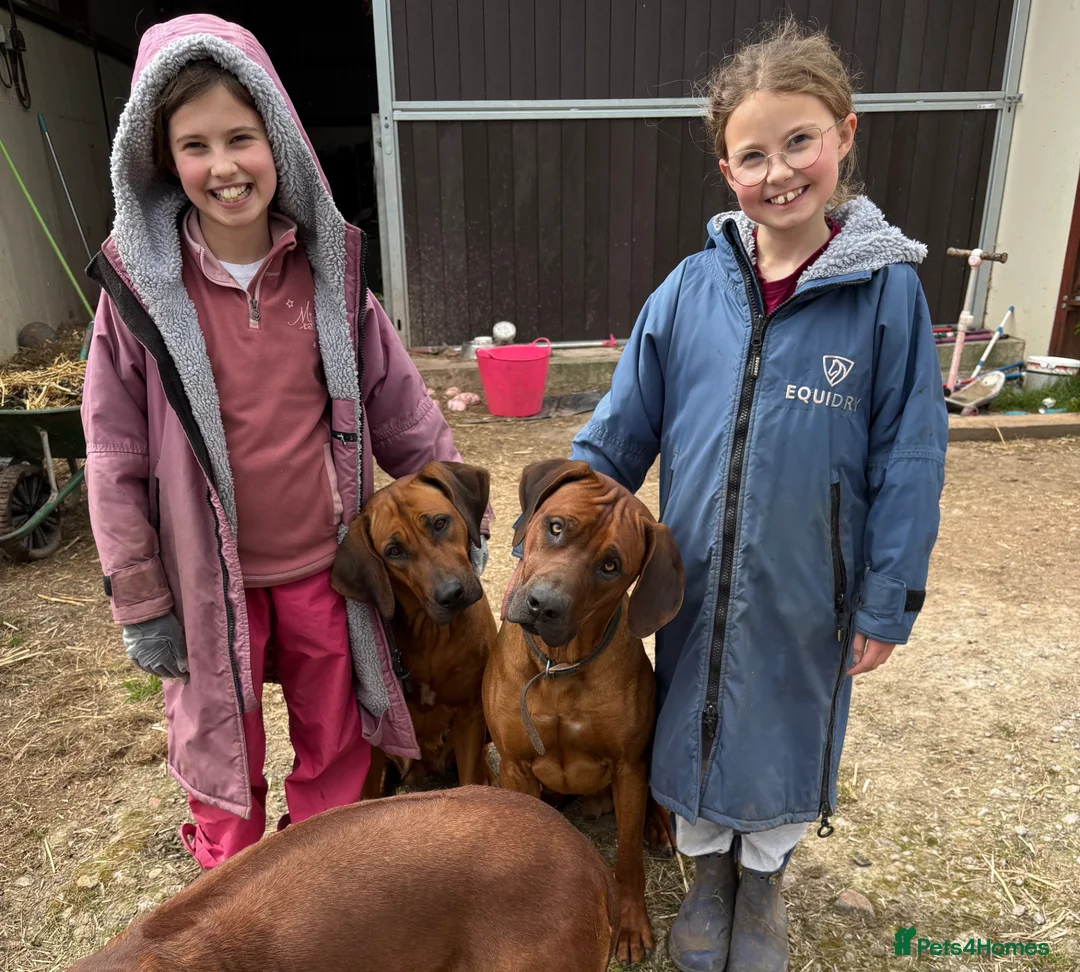 Rhodesian Ridgeback dogs for stud: Hips 1/1, Elbows 0/0 JME, DM, MH, EOAD, IVA Clear - Advert 2