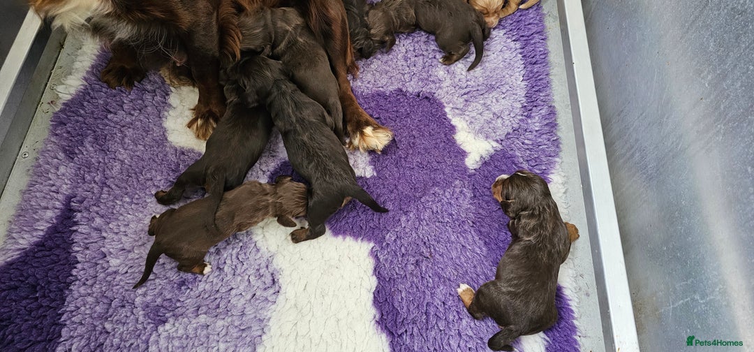 Cocker Spaniel dogs for sale: 8 AMAZING KC REG WORKING COCKER SPANIEL PUPPIES - Image 29