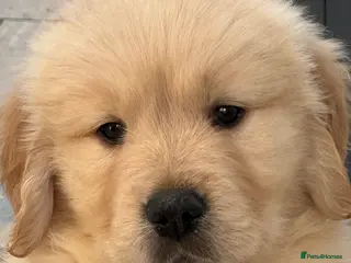 Golden Retriever dogs Top Class KC registered Golden Retrievers - Advert 1