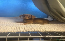Mixed Breed dogs for sale: Dachshund and Pomeranian - Image 2