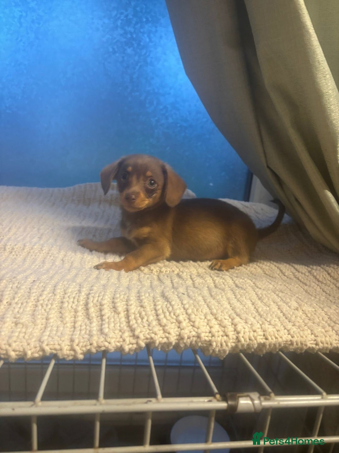Mixed Breed dogs for sale: Dachshund and Pomeranian - Image 2