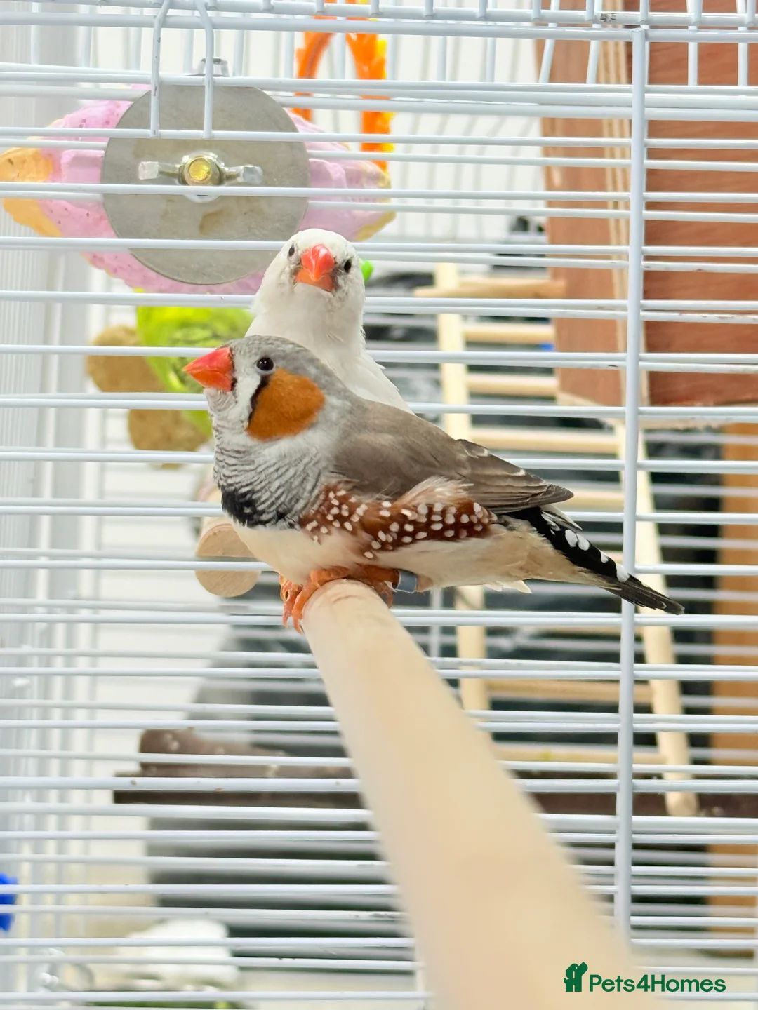 Finches birds for sale: Zebra finches  - Advert 2