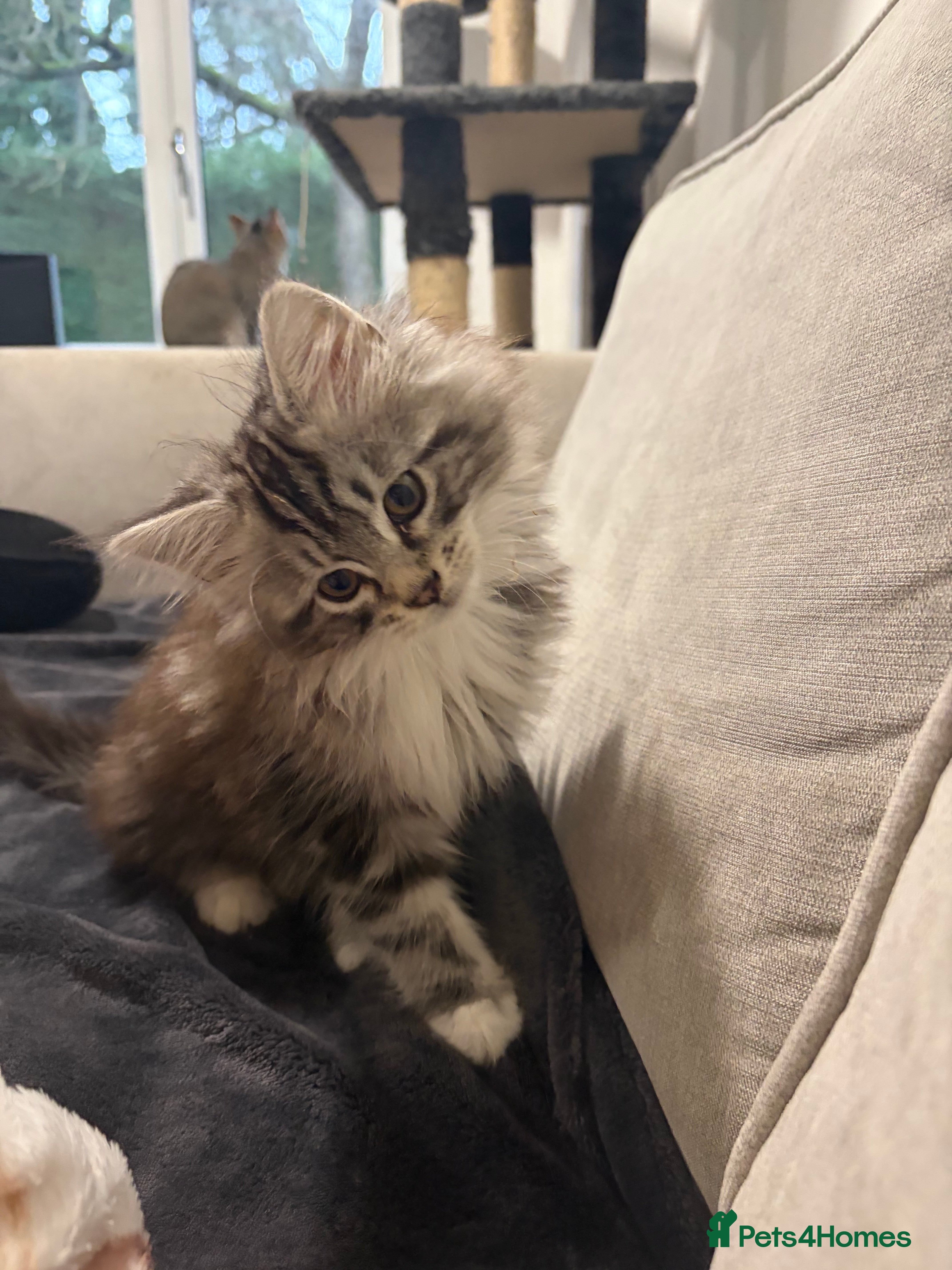Mixed Breed cats Beautiful kitten maine coon mixed  - Advert 1