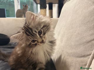 Mixed Breed cats Beautiful kitten maine coon mixed - Advert 1