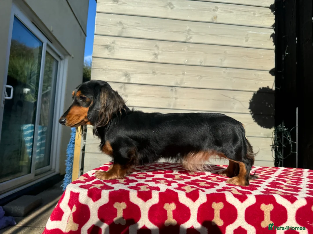 Miniature Dachshund dogs for sale: Miniature long haired dachshund - Advert 2