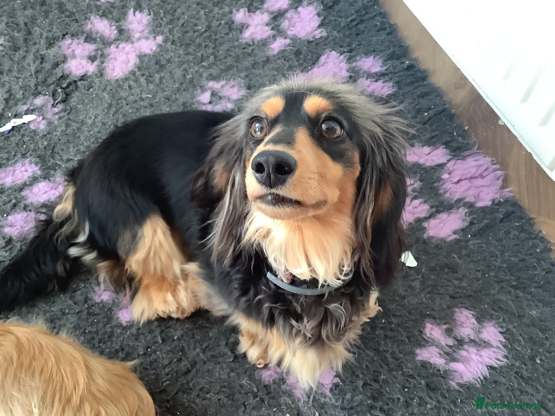Miniature Dachshund dogs for sale: Forever home for Dora  - Image 2