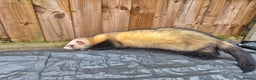 Ferret rodents for sale: 4 x bonded ferrets - Advert 5