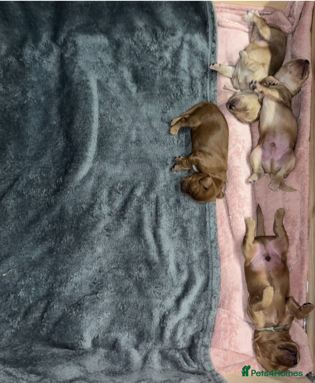 Mixed Breed dogs for sale: Beautiful Goldendoodle cross - Image 6