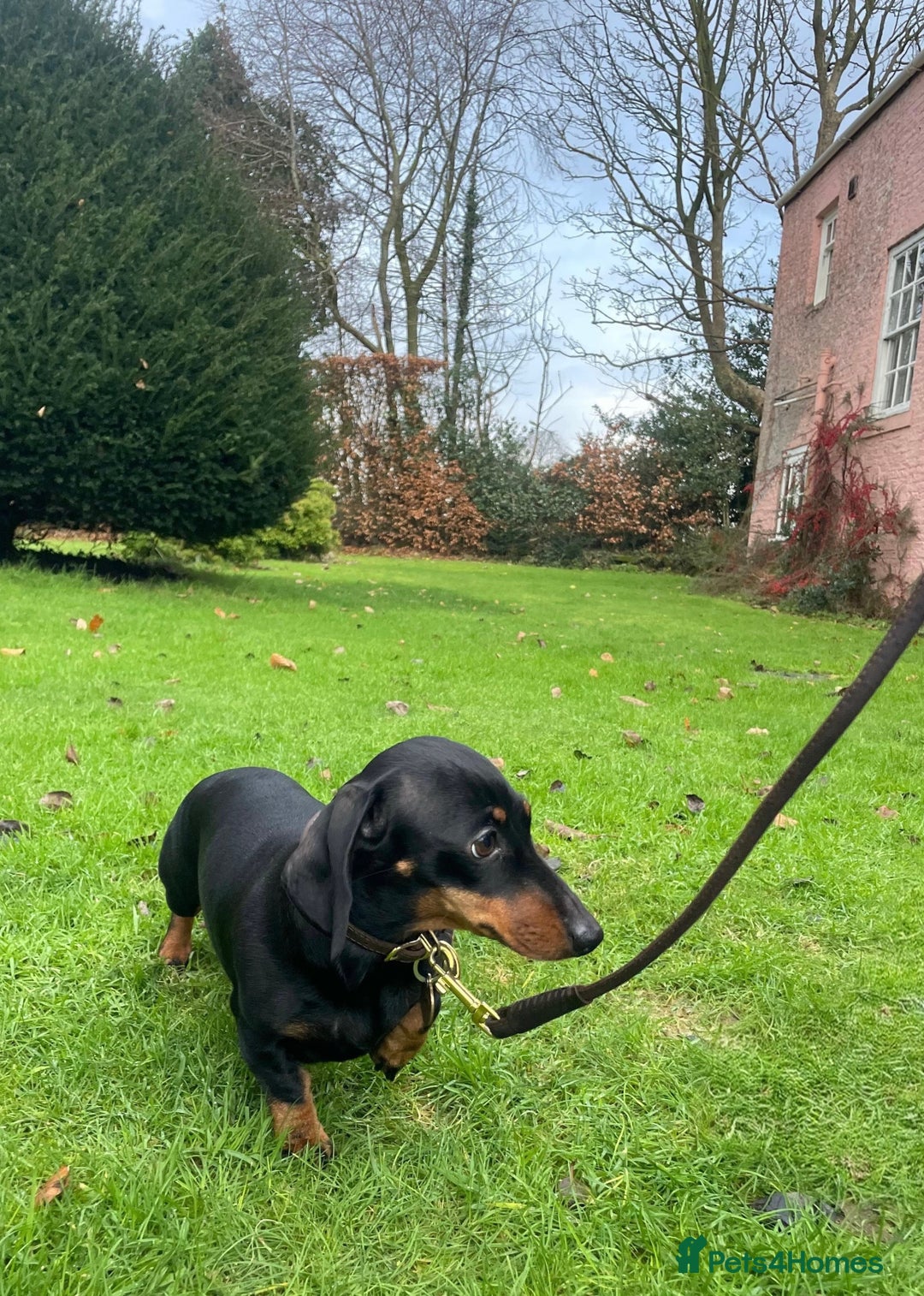 Miniature Dachshund dogs for sale: KC Registered miniature dachshunds for sale  - Advert 6