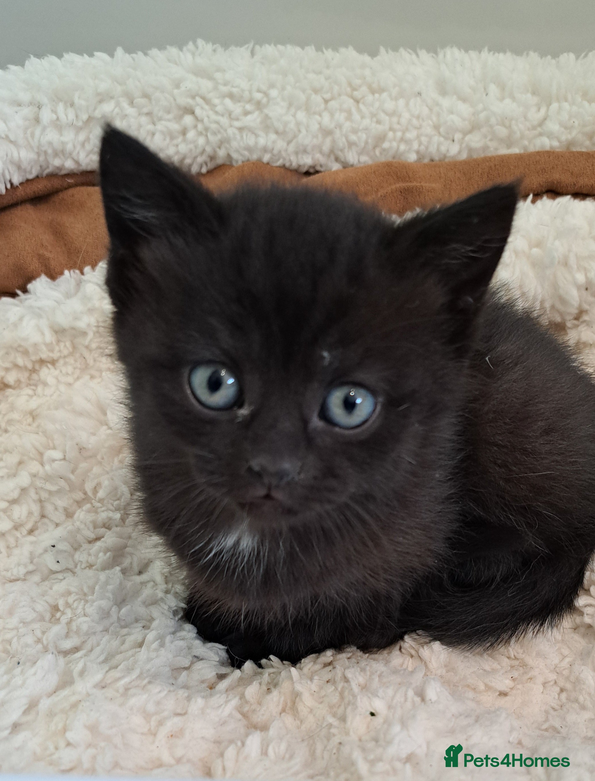 British Shorthair cats British Shorthair X Kittens  - Advert 5