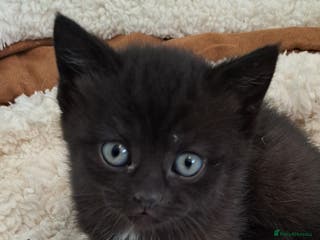 British Shorthair cats British Shorthair X Kittens - Advert 5