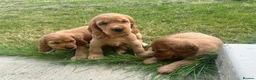 Cocker Spaniel dogs for sale: Golden Show type Cocker Spaniel puppies - Advert 14