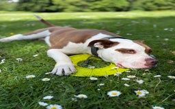 Mixed Breed dogs for sale: Reggie - Image 1