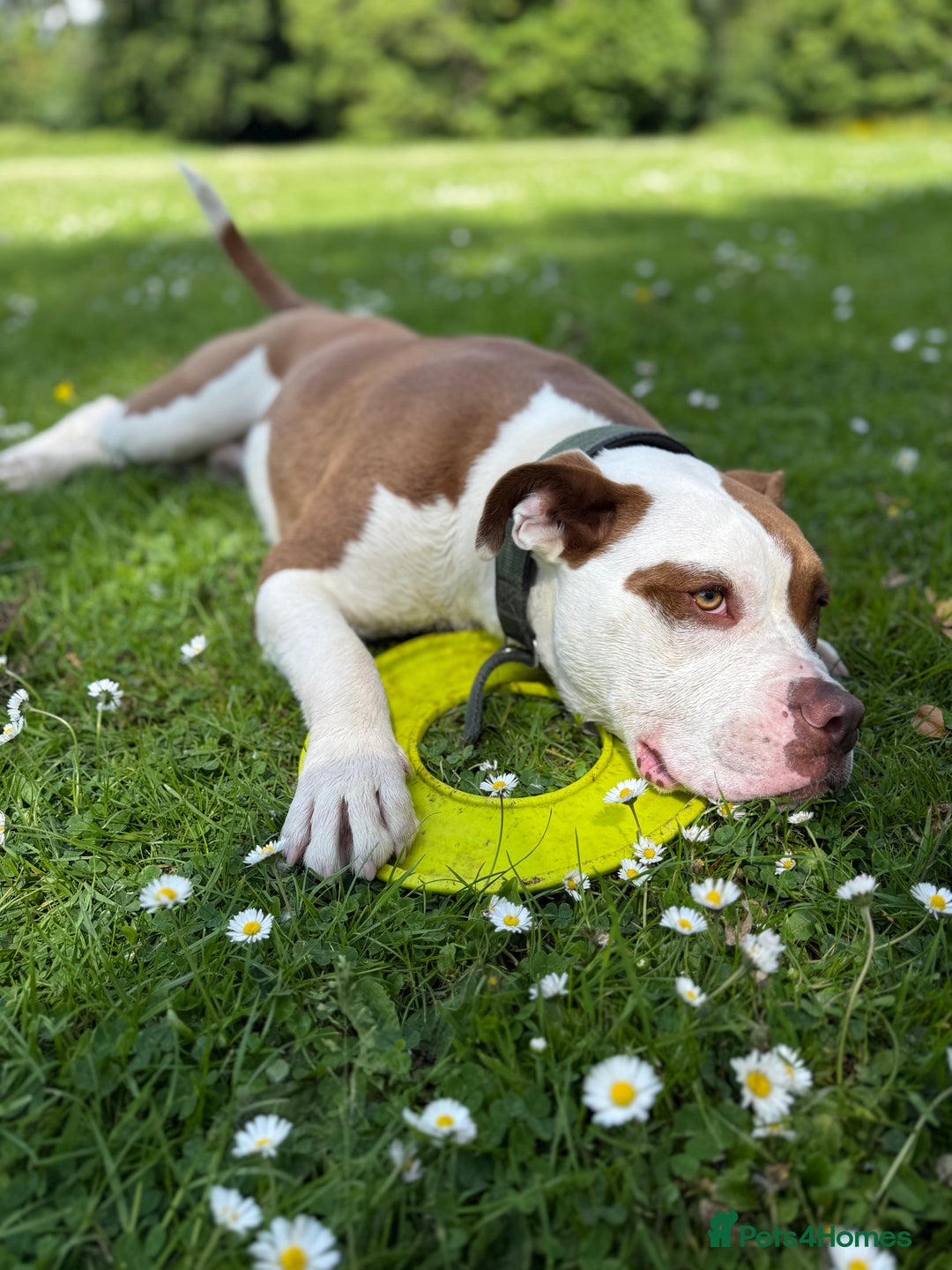 Mixed Breed dogs for sale: Reggie - Image 1