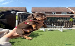 Miniature Dachshund dogs for sale: Miniature Dachshund Puppies  - Image 2