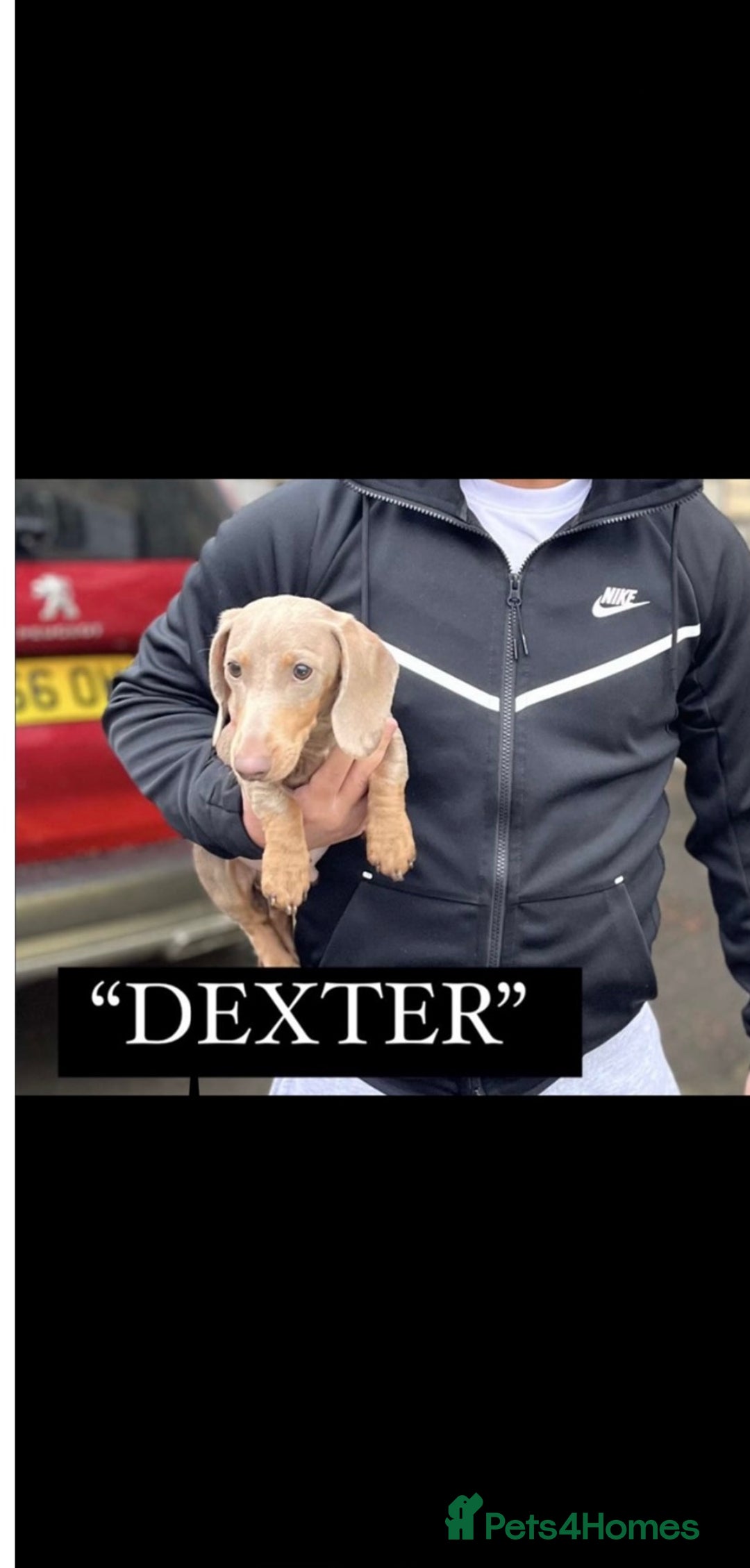 Dachshund dogs for sale: Dachshund  - Image 23