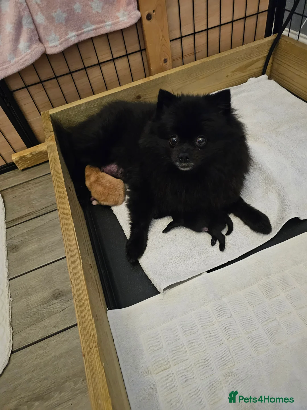 Pomeranian dogs for sale: 3 KC HANDSOME POMERANIAN BOYS - Advert 19