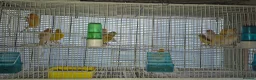 Canaries birds for sale: Mixed canaries in Northwich - Advert 3