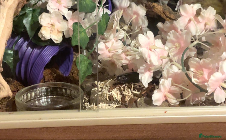 King Snake reptiles - Advert 1
