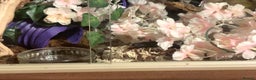 King Snake reptiles for sale:  4 year old MBK  - Advert 1