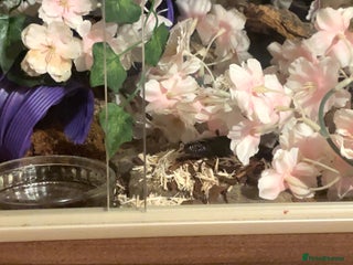 King Snake reptiles - Advert 21
