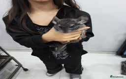 Chinchilla rodents for sale: 🐾Baby Female Chinchillas – Born 14th July 2025🐾 - Image 11