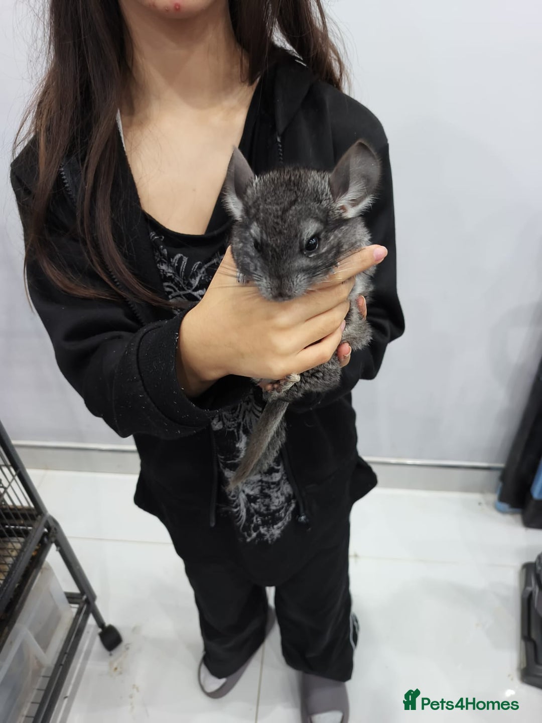 Chinchilla rodents for sale: 🐾Baby Female Chinchillas – Born 14th July 2025🐾 - Image 11